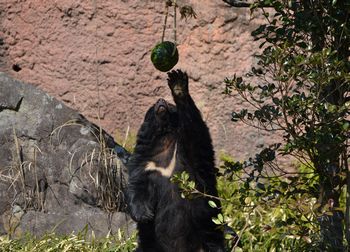 クマは甘いもの好き?の写真