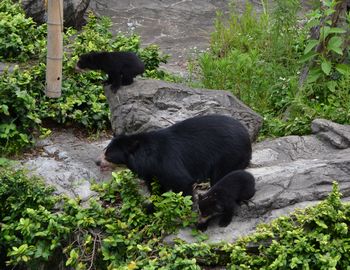 メガネグマの双子の赤ちゃん、公開!!の写真