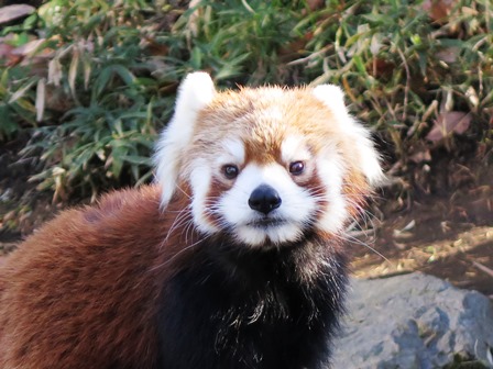 チャタロウ、奮闘中。の写真