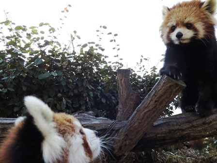 レッサーパンダ 恋の季節到来～出会い編～の写真