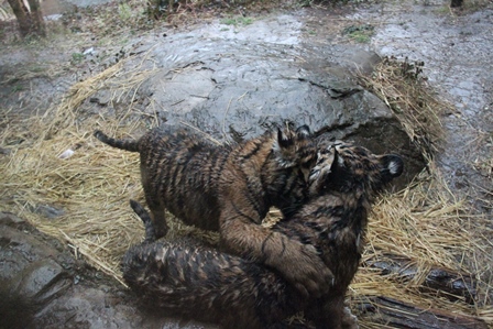 雨ニモマケズの写真