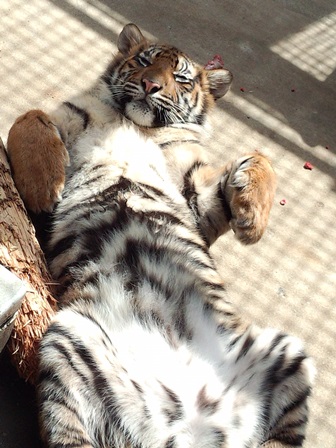 祝 すまとらとらブログ よこはま動物園ズーラシア公式サイト 公益財団法人 横浜市緑の協会