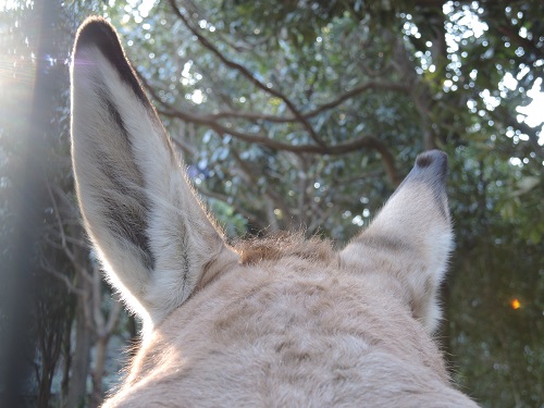 もう、このロバ。 ～エピソード3～の写真