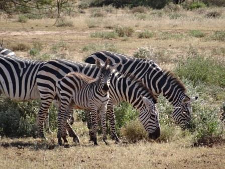 平成27年春「アフリカのサバンナ」全面開園!の写真