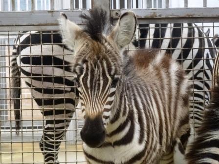 サバンナ 駆ける シマウマ!! その2|アフリカのサバンナ＠ズーラシア｜ブログ|よこはま動物園ズーラシア公式サイト｜公益財団法人 横浜市緑の協会