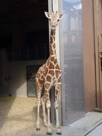 エマ、3才になりました!!の写真