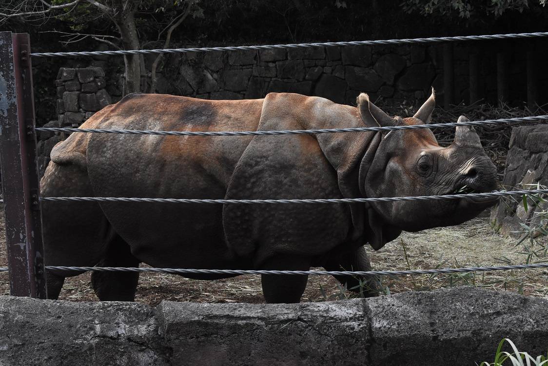 お正月もインドサイでしょう|今週のイチオシ！｜ブログ|金沢動物園公式サイト｜公益財団法人 横浜市緑の協会