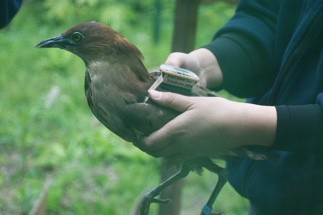 ミゾゴイ試験放鳥事業について|お知らせ|金沢動物園公式サイト｜公益財団法人 横浜市緑の協会