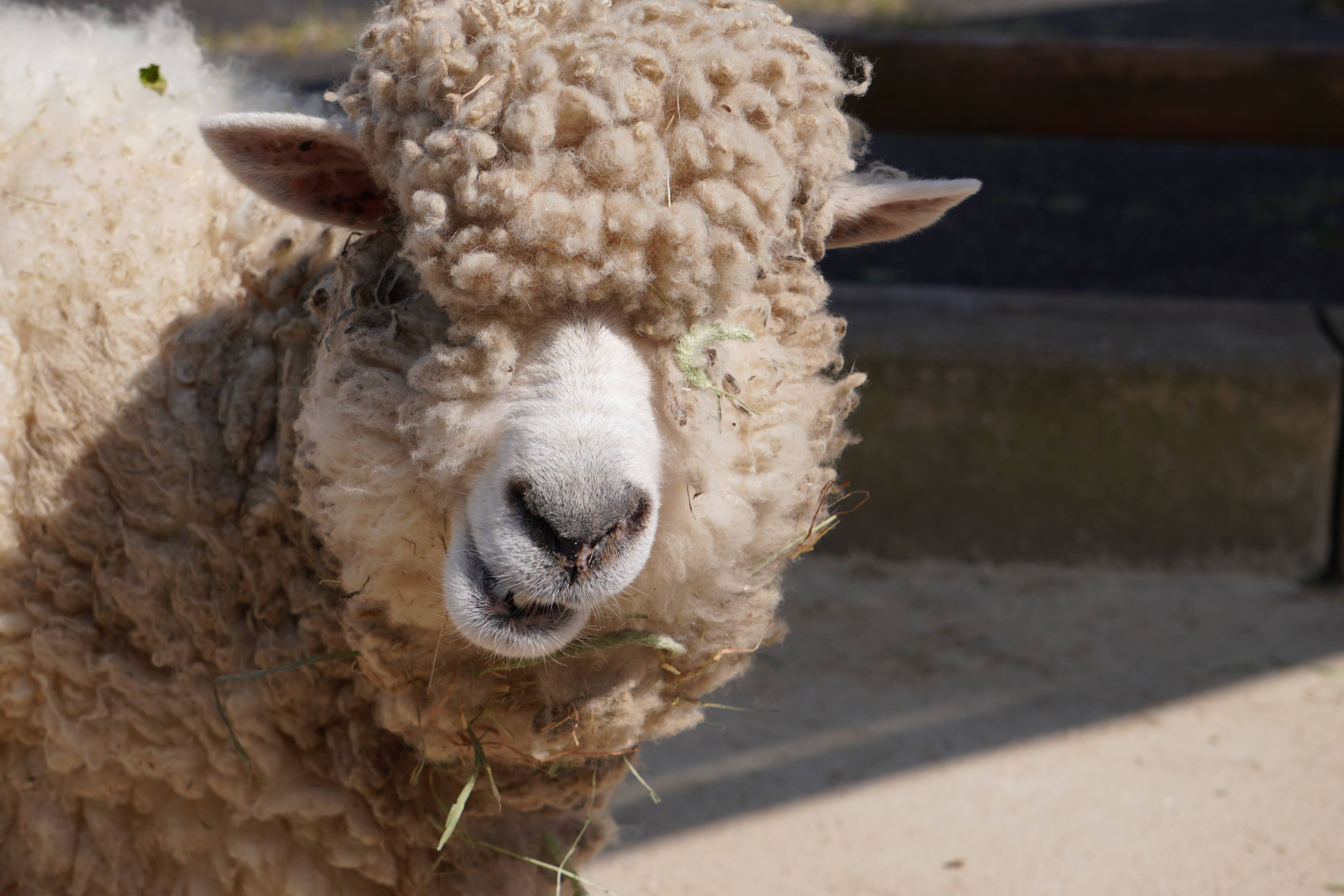 休園中の毛刈り（準備）|こぼれ話｜ブログ|金沢動物園公式サイト｜公益財団法人 横浜市緑の協会