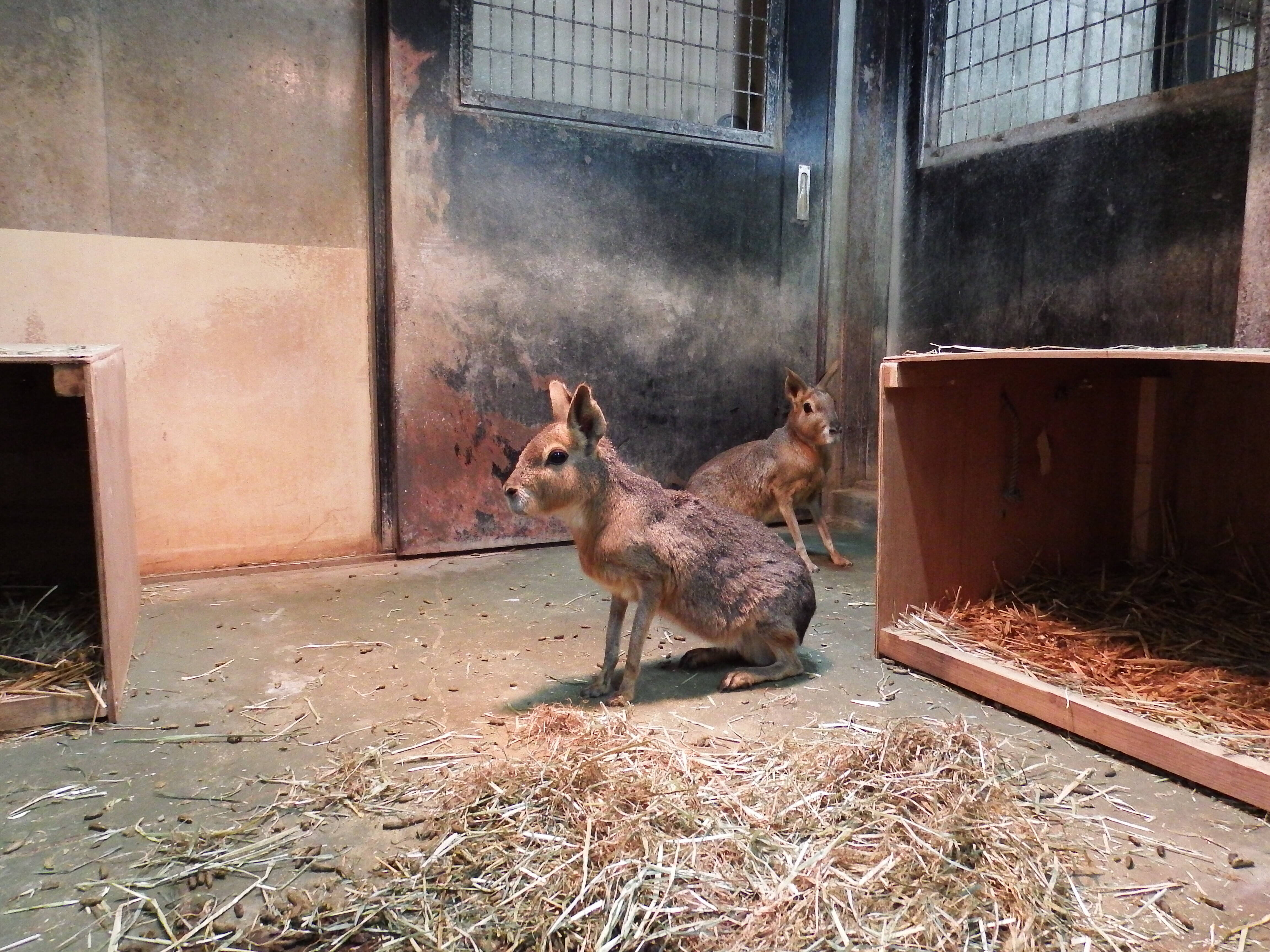 ベアードバクとマーラの新生活 こぼれ話 金沢動物園公式サイト 公益財団法人 横浜市緑の協会