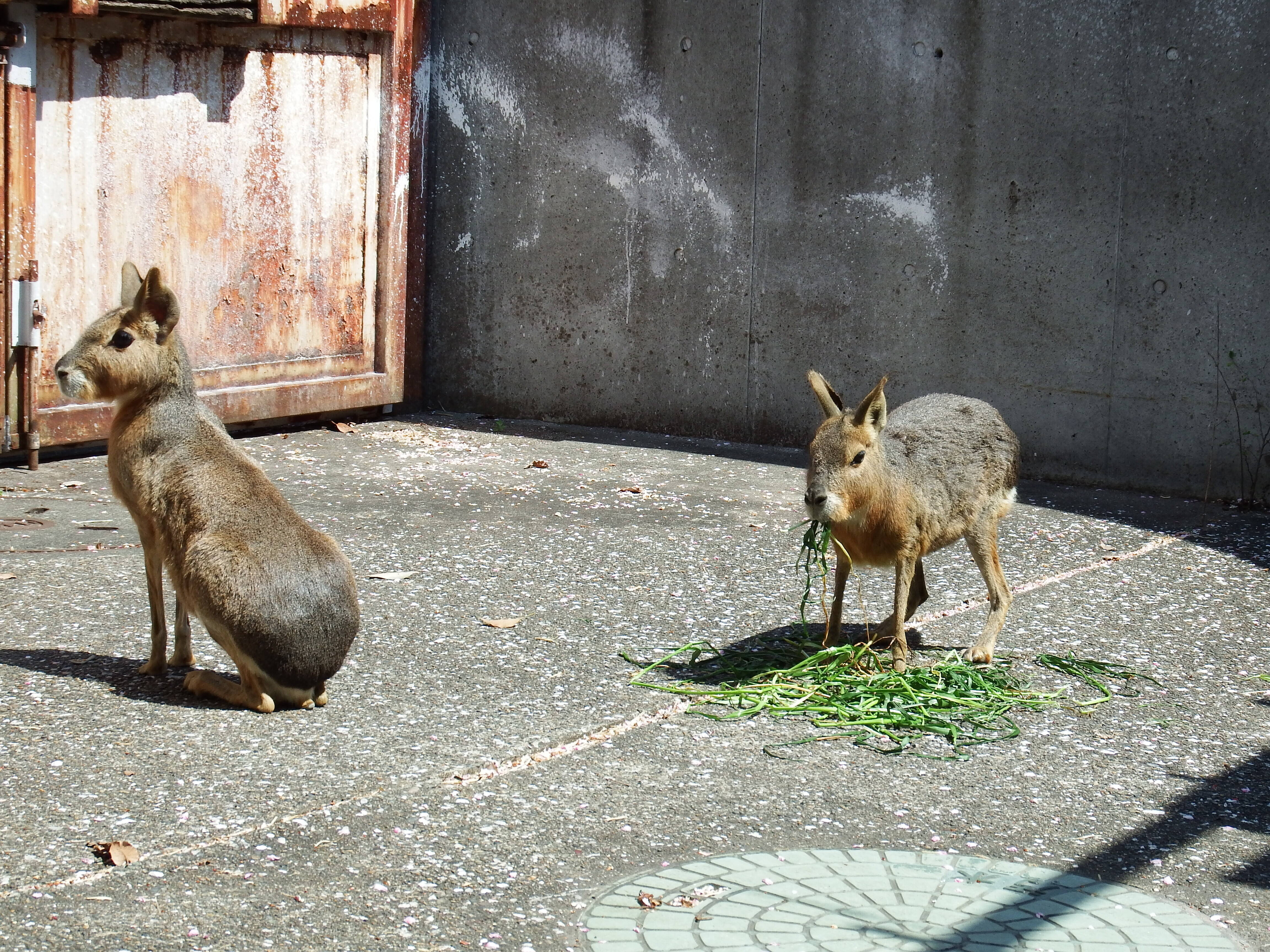 ベアードバクとマーラの新生活 こぼれ話 金沢動物園公式サイト 公益財団法人 横浜市緑の協会