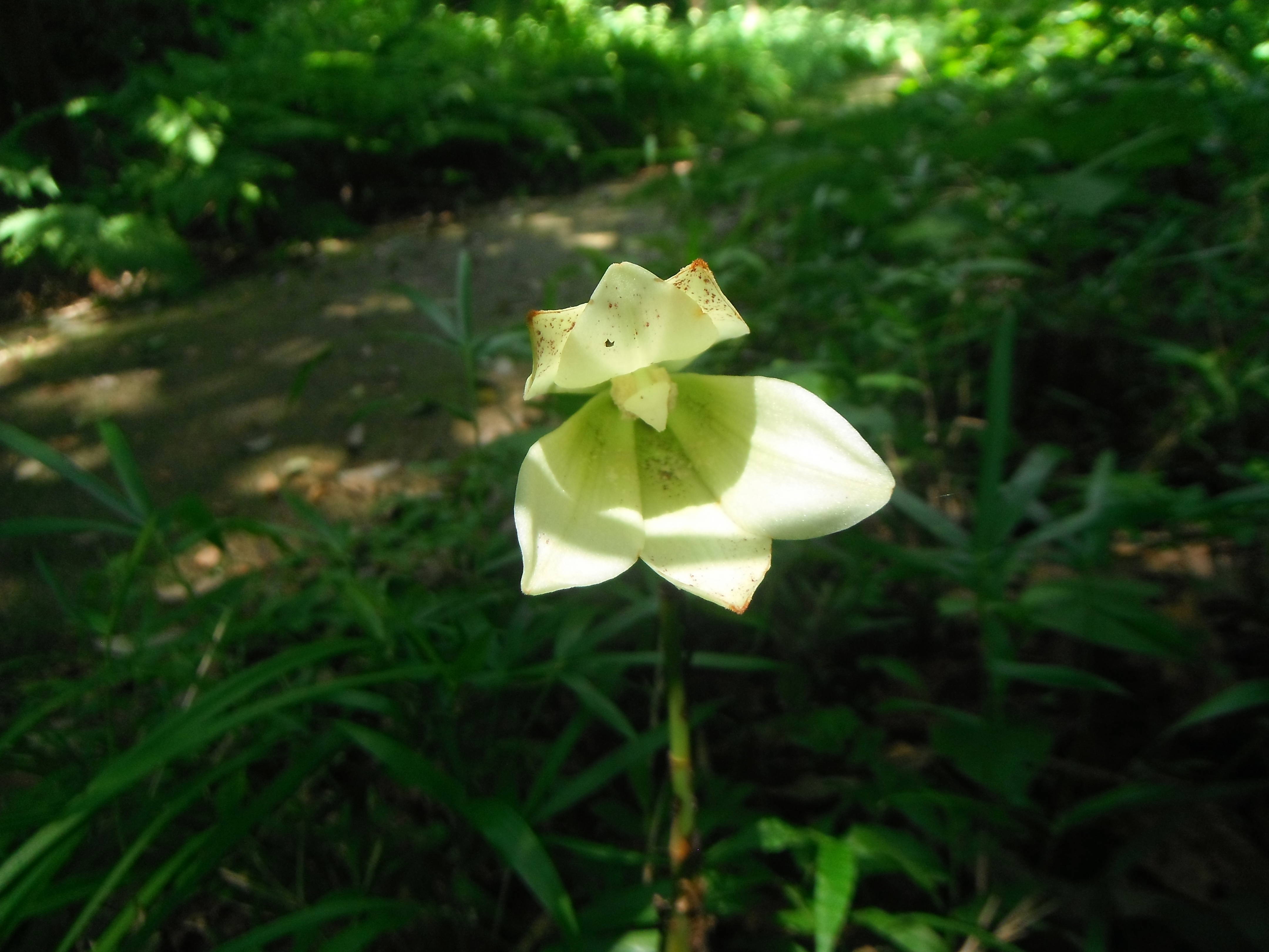 おばあさんの花？＝ウバユリ|｜ブログ|金沢動物園公式サイト｜公益財団法人 横浜市緑の協会