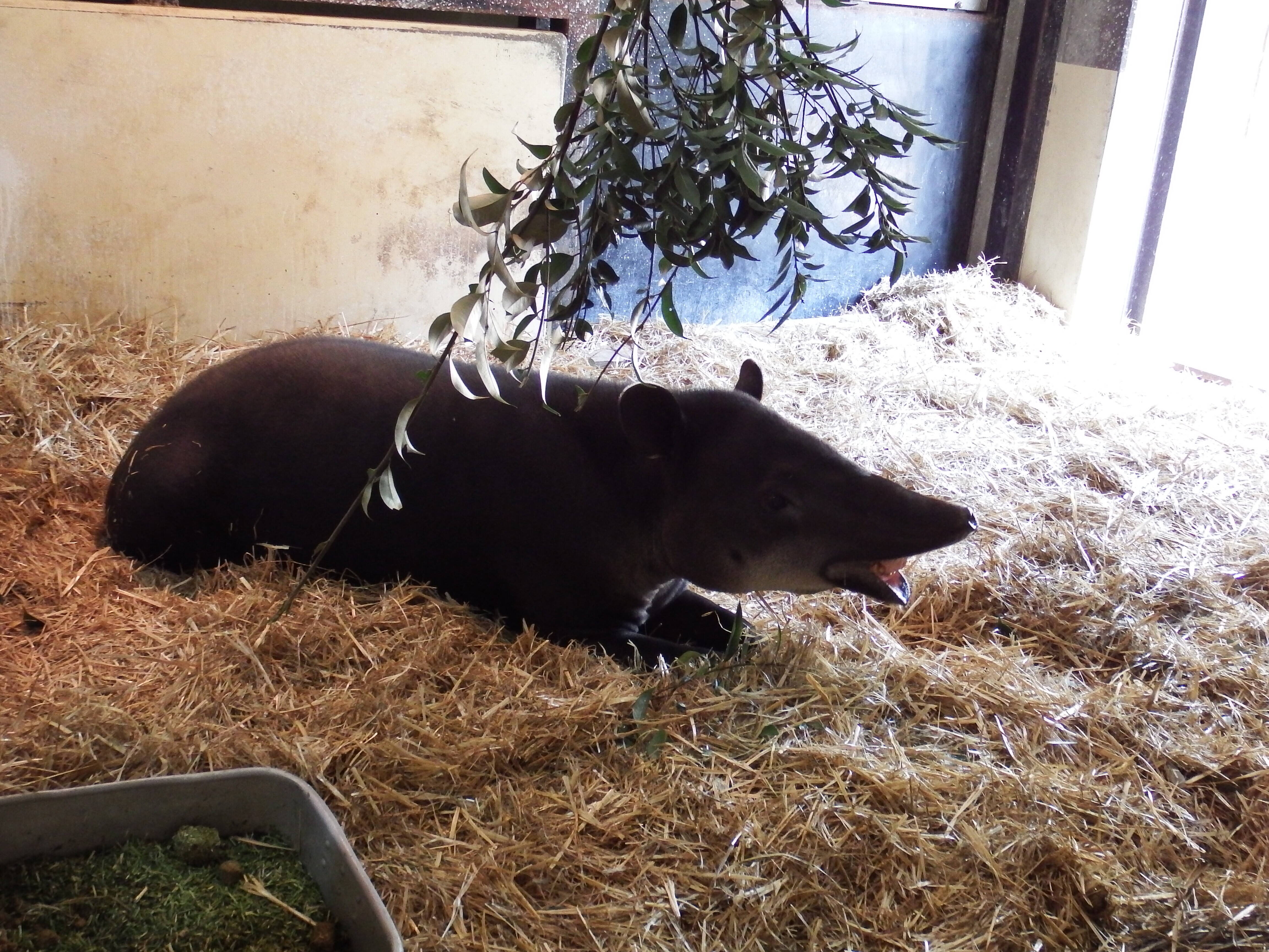 ベアードバクとマーラの新生活 こぼれ話 金沢動物園公式サイト 公益財団法人 横浜市緑の協会