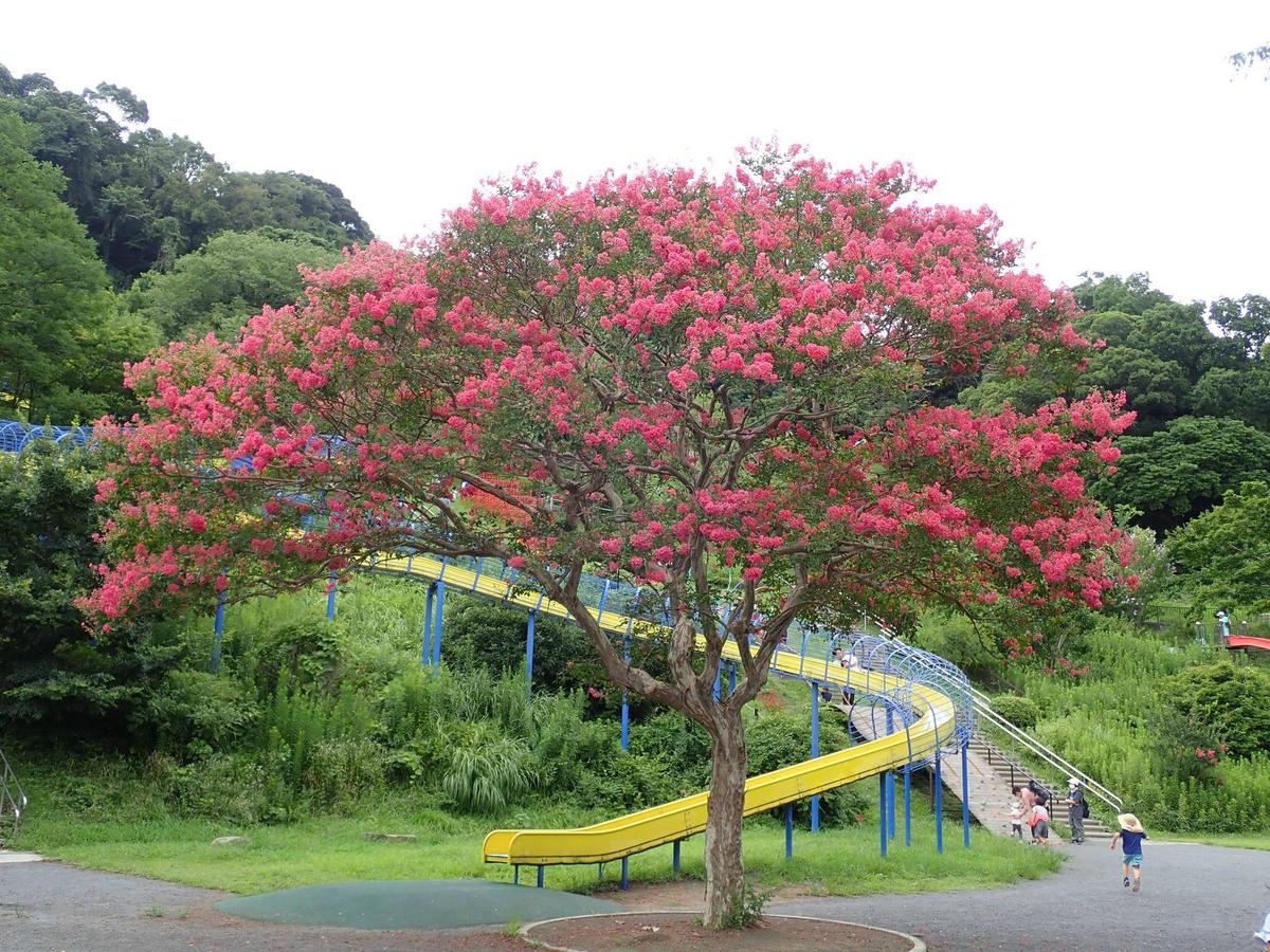 サルスベリ|花情報｜ブログ|金沢動物園公式サイト｜公益財団法人 横浜市緑の協会