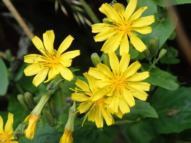 皐月 花の形はハナビン似たような花と珍山似たような花ある ショップ