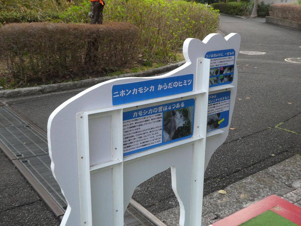 カモシカ迫る こぼれ話 金沢動物園公式サイト 公益財団法人 横浜市緑の協会