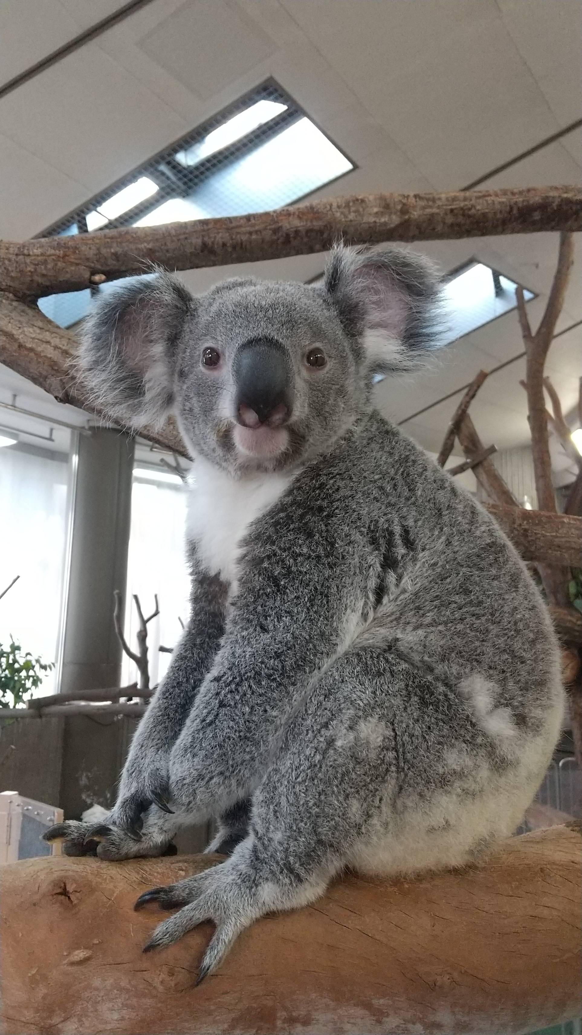 コアラ柄？|こぼれ話｜ブログ|金沢動物園公式サイト｜公益財団法人 横浜市緑の協会