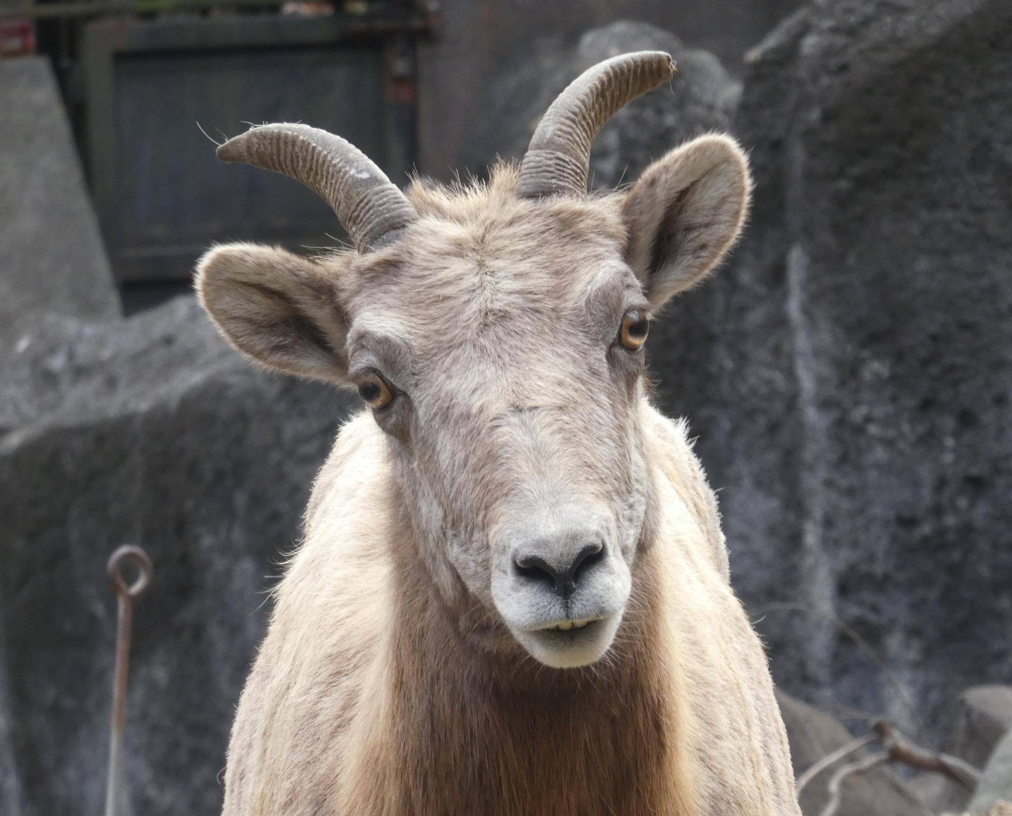 角に注目！！～メス編1～|オオきなツノのヒツジの日記｜ブログ|金沢動物園公式サイト｜公益財団法人 横浜市緑の協会