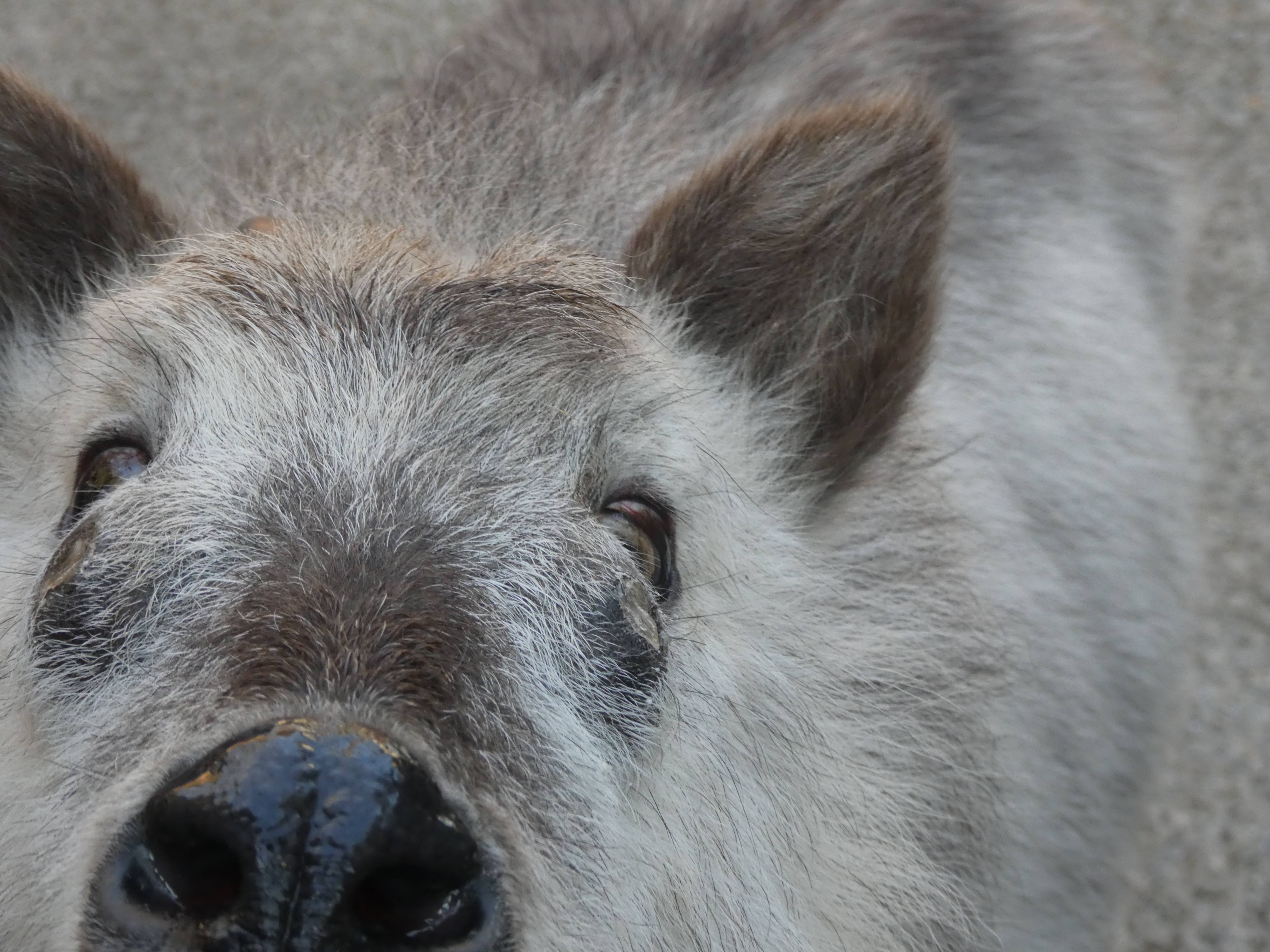 カモシカ迫る！|こぼれ話｜ブログ|金沢動物園公式サイト｜公益財団法人 横浜市緑の協会