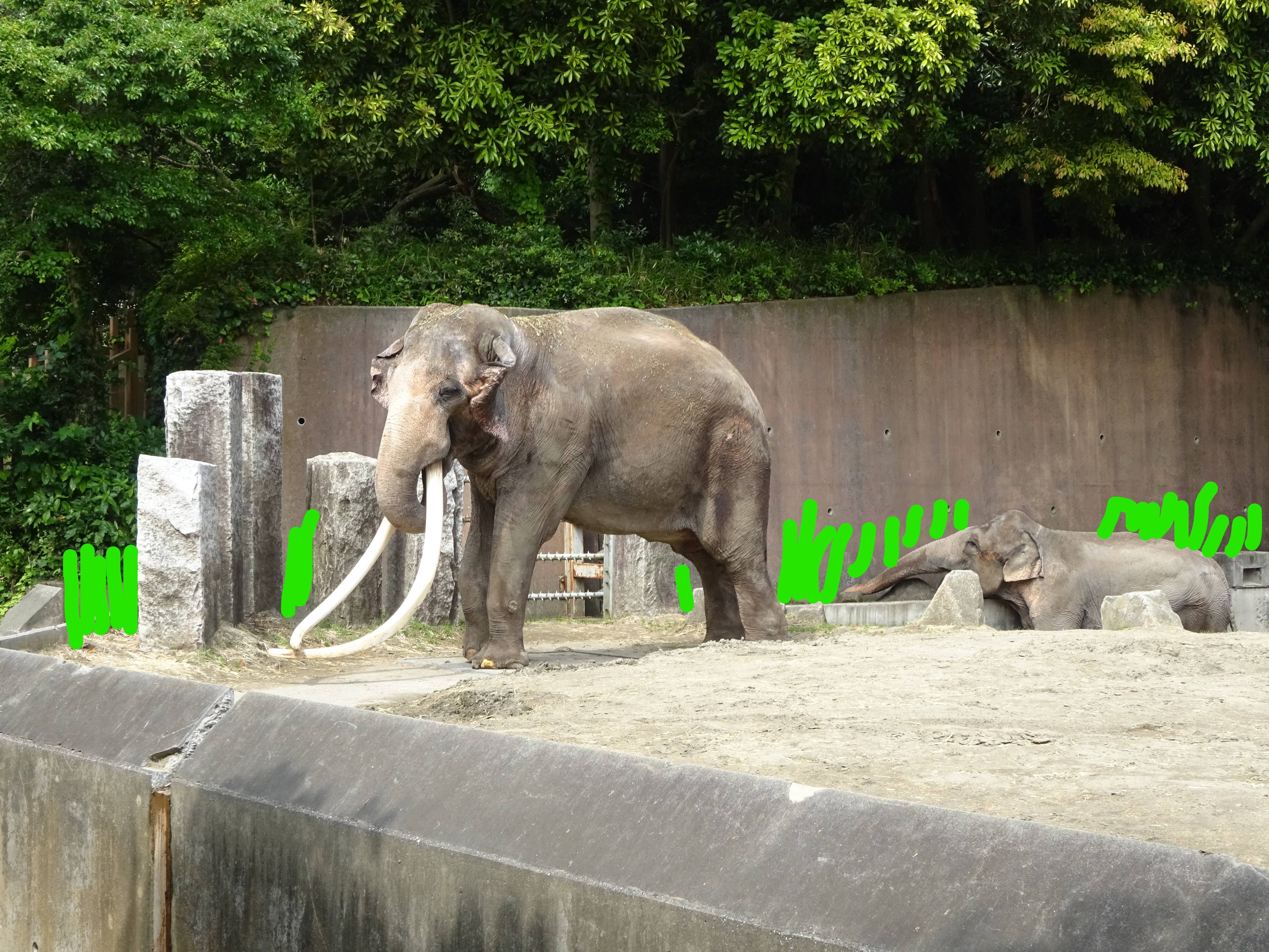 飼育員vsヨーコ 終わりなき戦い こぼれ話 金沢動物園公式サイト 公益財団法人 横浜市緑の協会