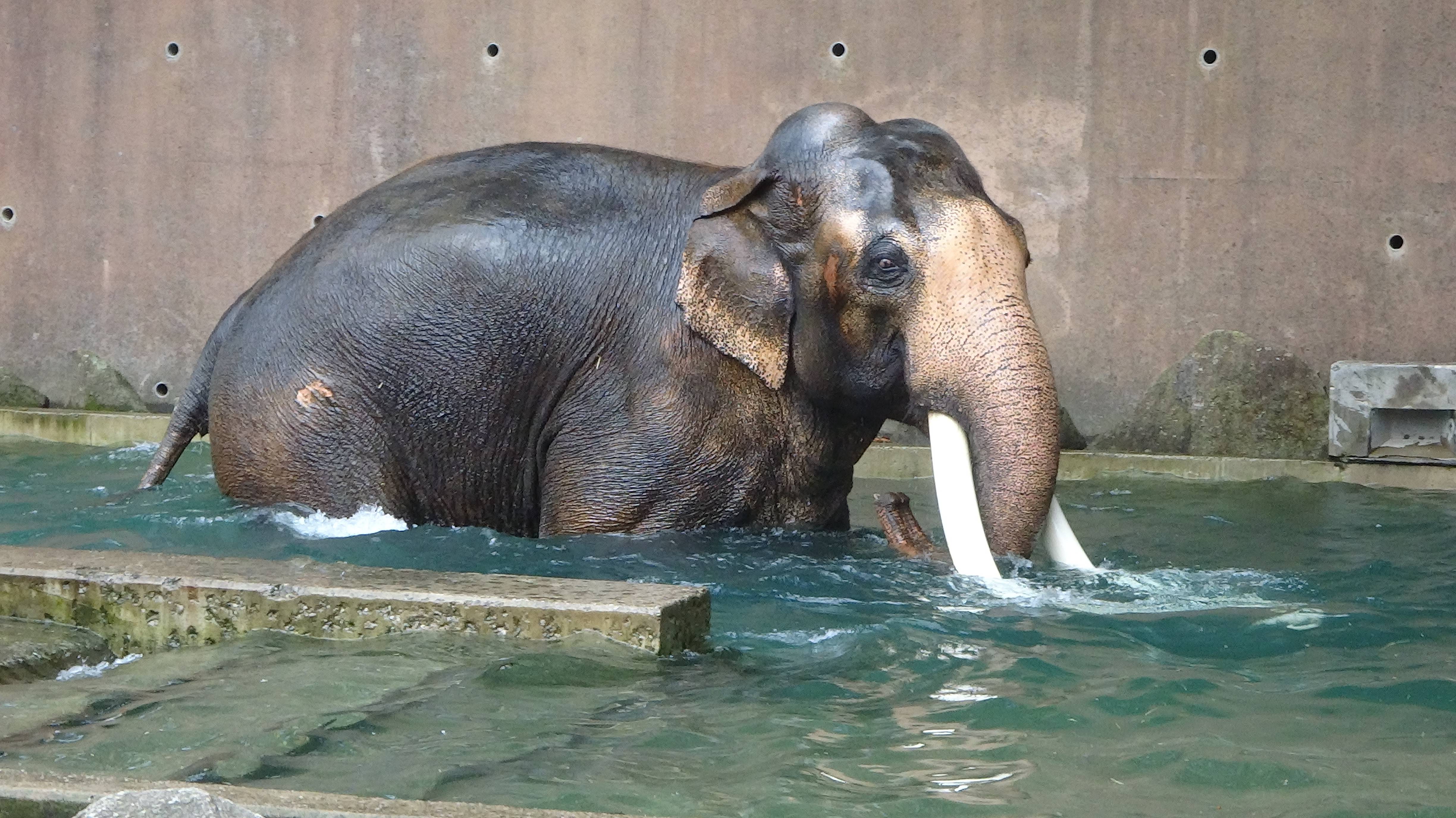 夏へ向けての大仕事 こぼれ話 金沢動物園公式サイト 公益財団法人 横浜市緑の協会