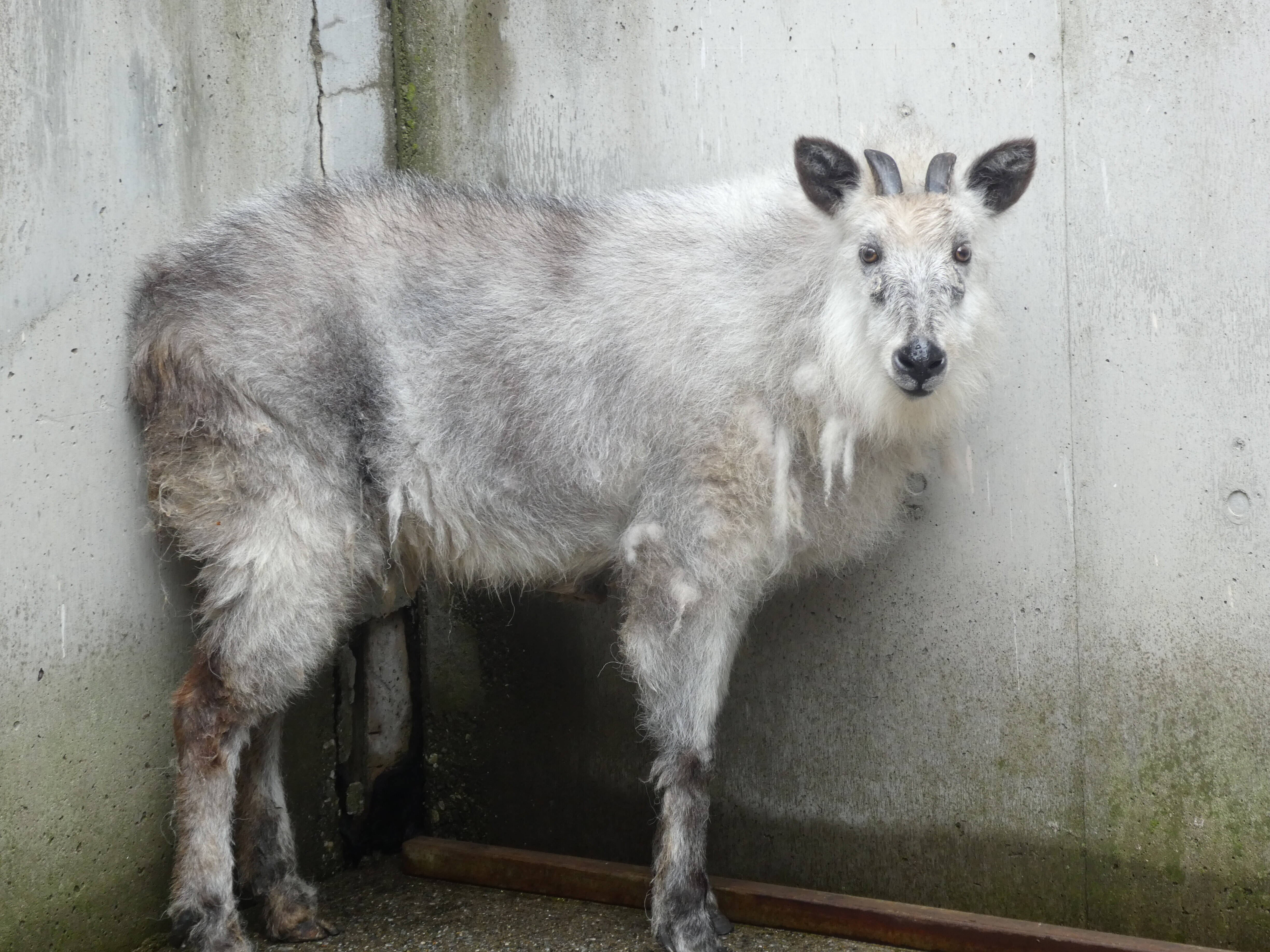 衣替えの季節です。|こぼれ話｜ブログ|金沢動物園公式サイト｜公益財団法人 横浜市緑の協会