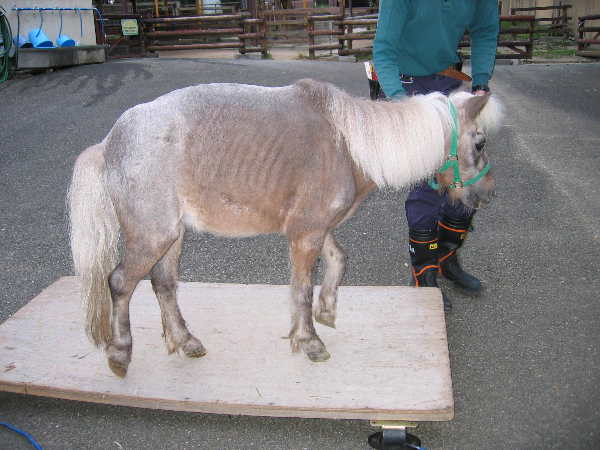 天高く馬肥える秋 こぼれ話 金沢動物園公式サイト 公益財団法人 横浜市緑の協会