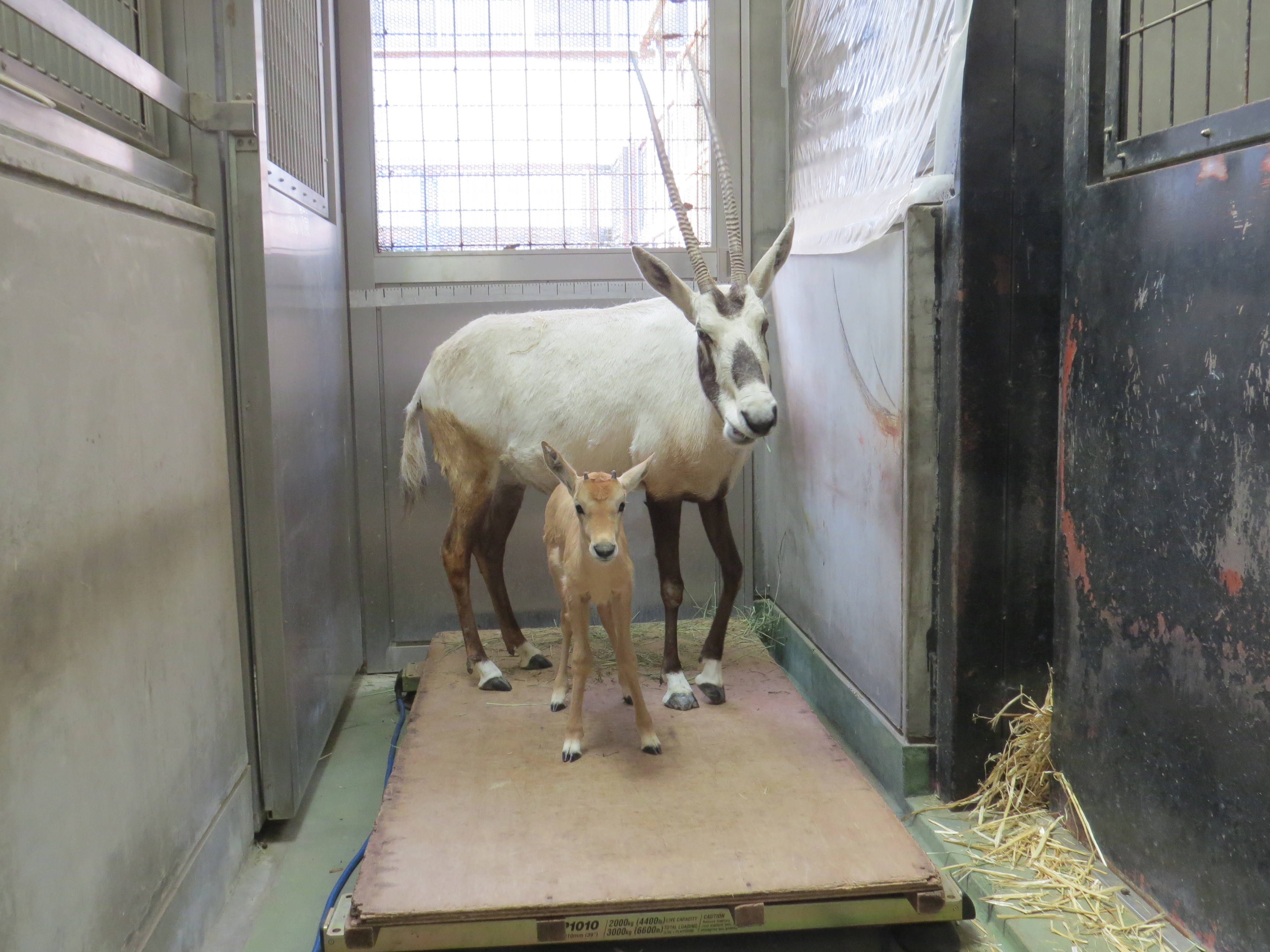 アラビアオリックスの子どもの成長 その２ こぼれ話 金沢動物園公式サイト 公益財団法人 横浜市緑の協会