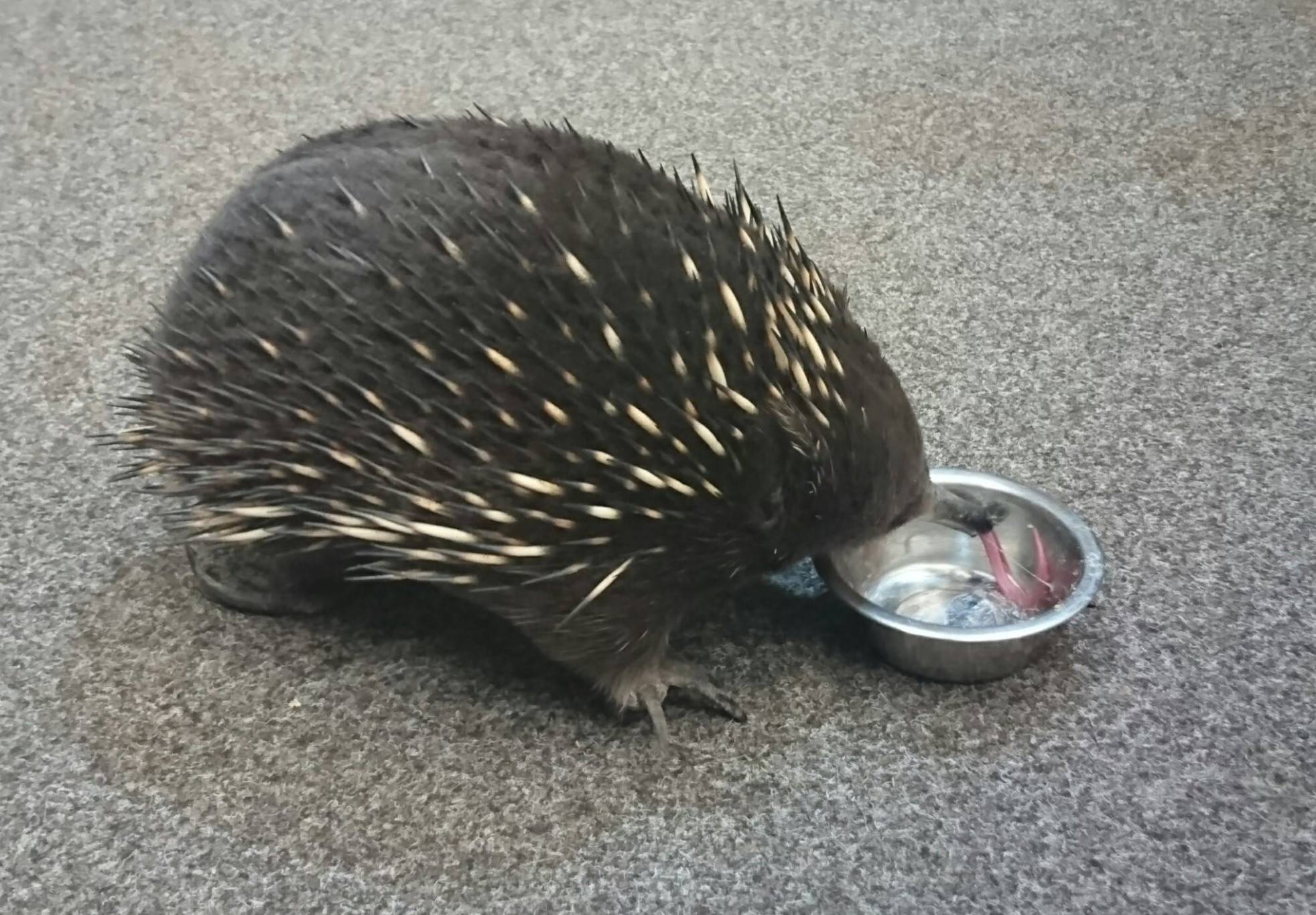 ブログ De トラベル 野生のオーストラリアの動物に会いに ハリモグラ編 こぼれ話 金沢動物園公式サイト 公益財団法人 横浜市緑の協会