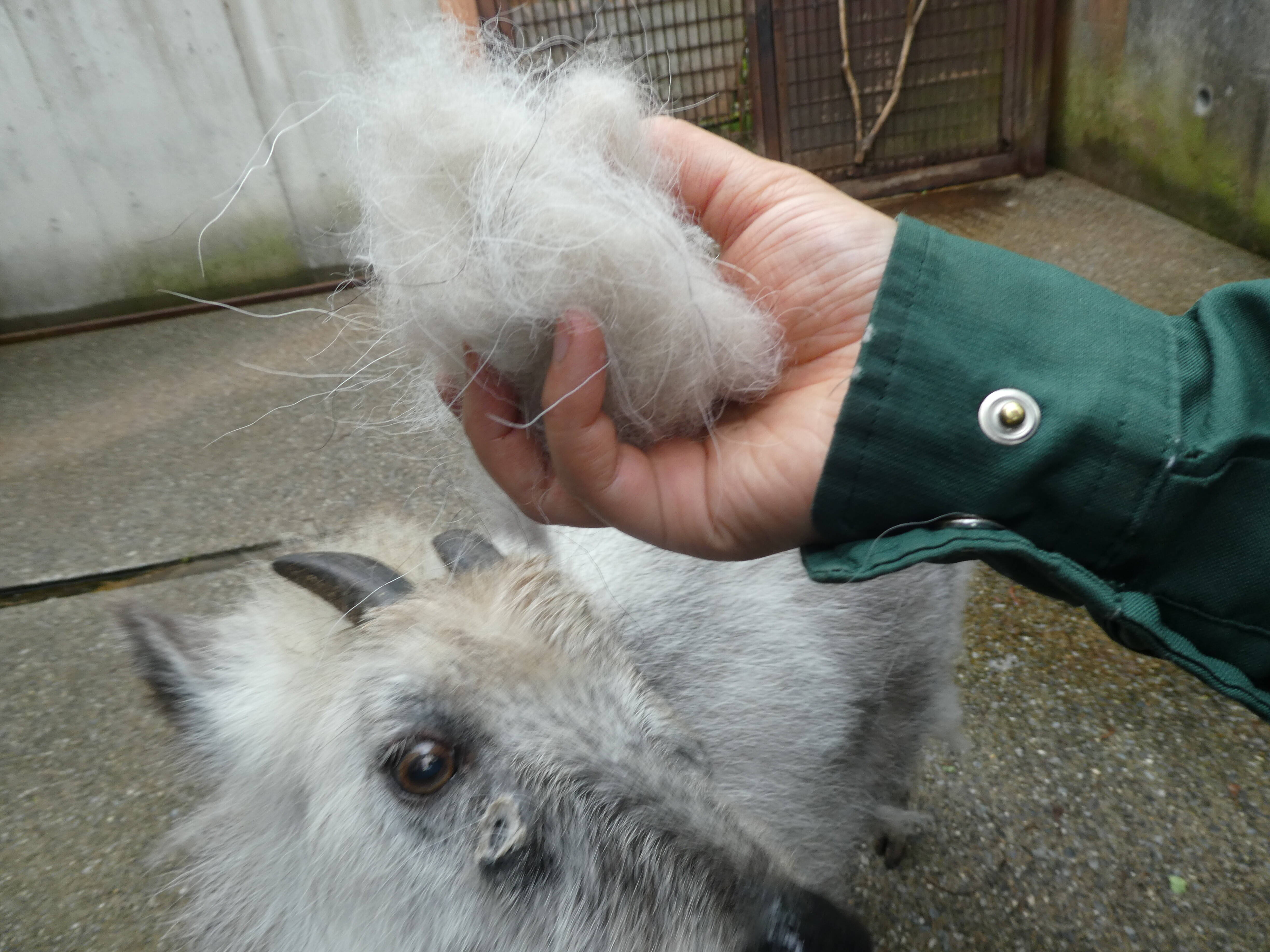 衣替えの季節です。|こぼれ話｜ブログ|金沢動物園公式サイト｜公益財団法人 横浜市緑の協会