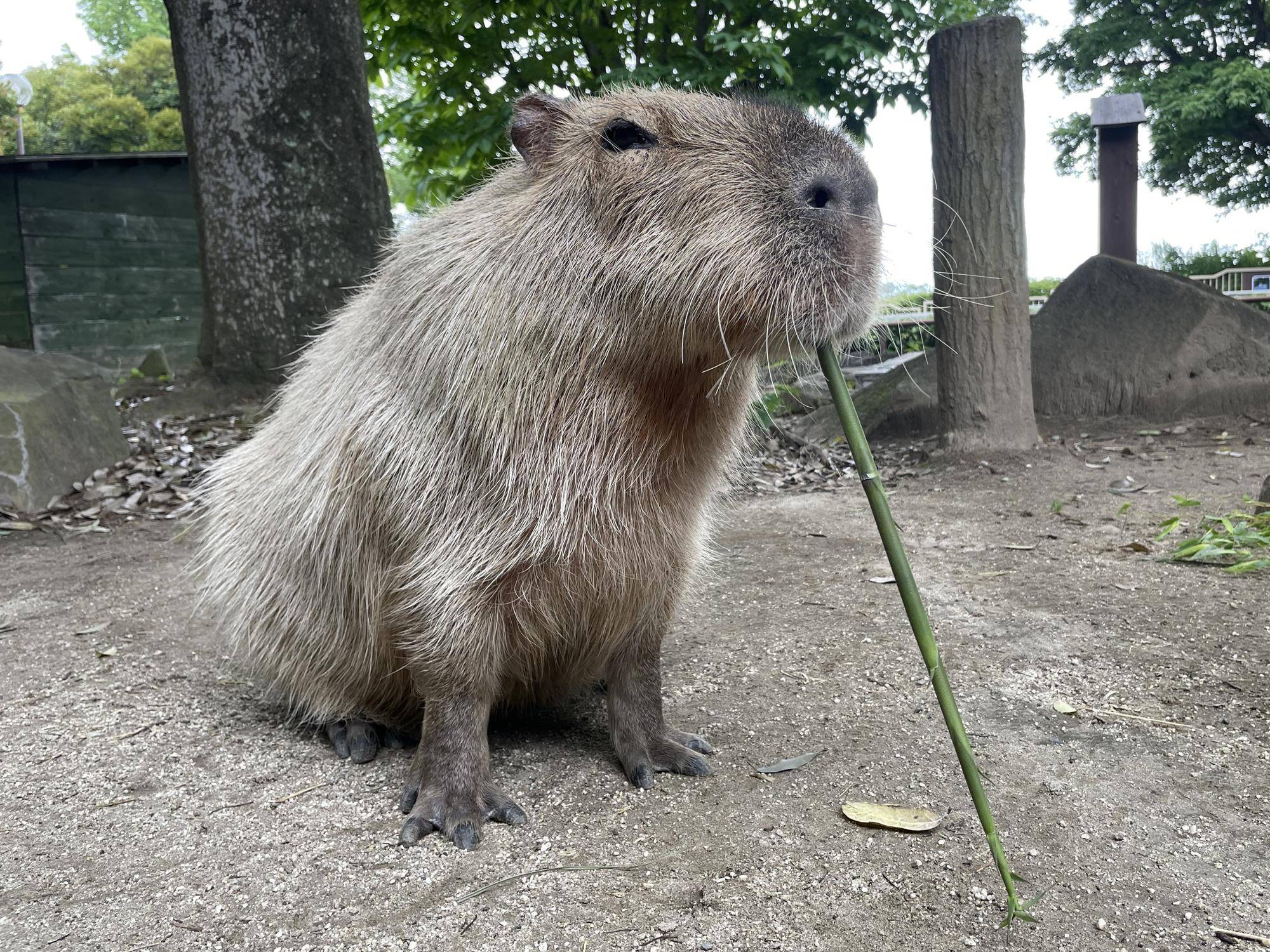 カピバラに似たペット動物 人気