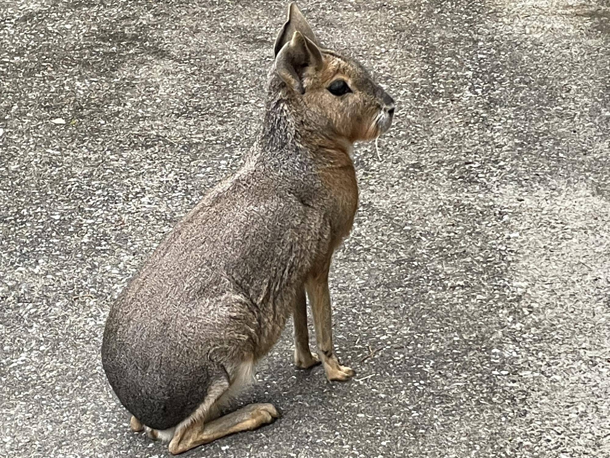 カピバラに似たペット動物 人気