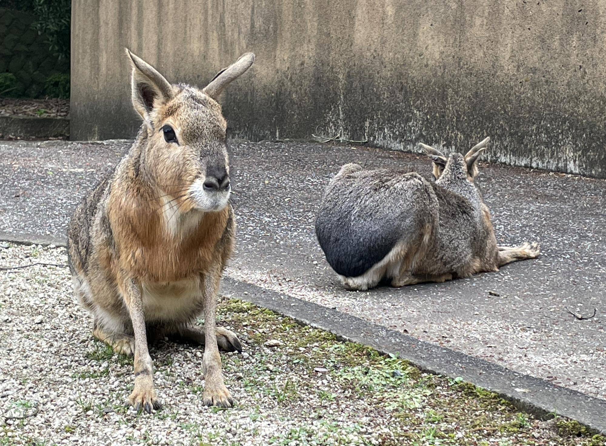 カピバラ セール に似ている ペット