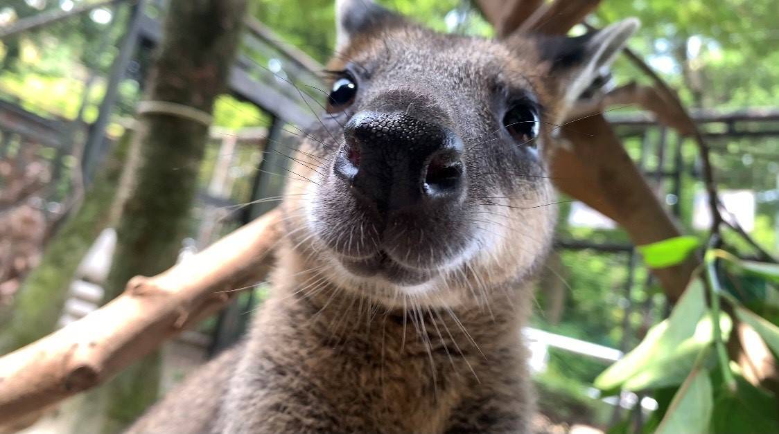 ワラビーだよ 動物トピックス 野毛山動物園公式サイト 公益財団法人 横浜市緑の協会