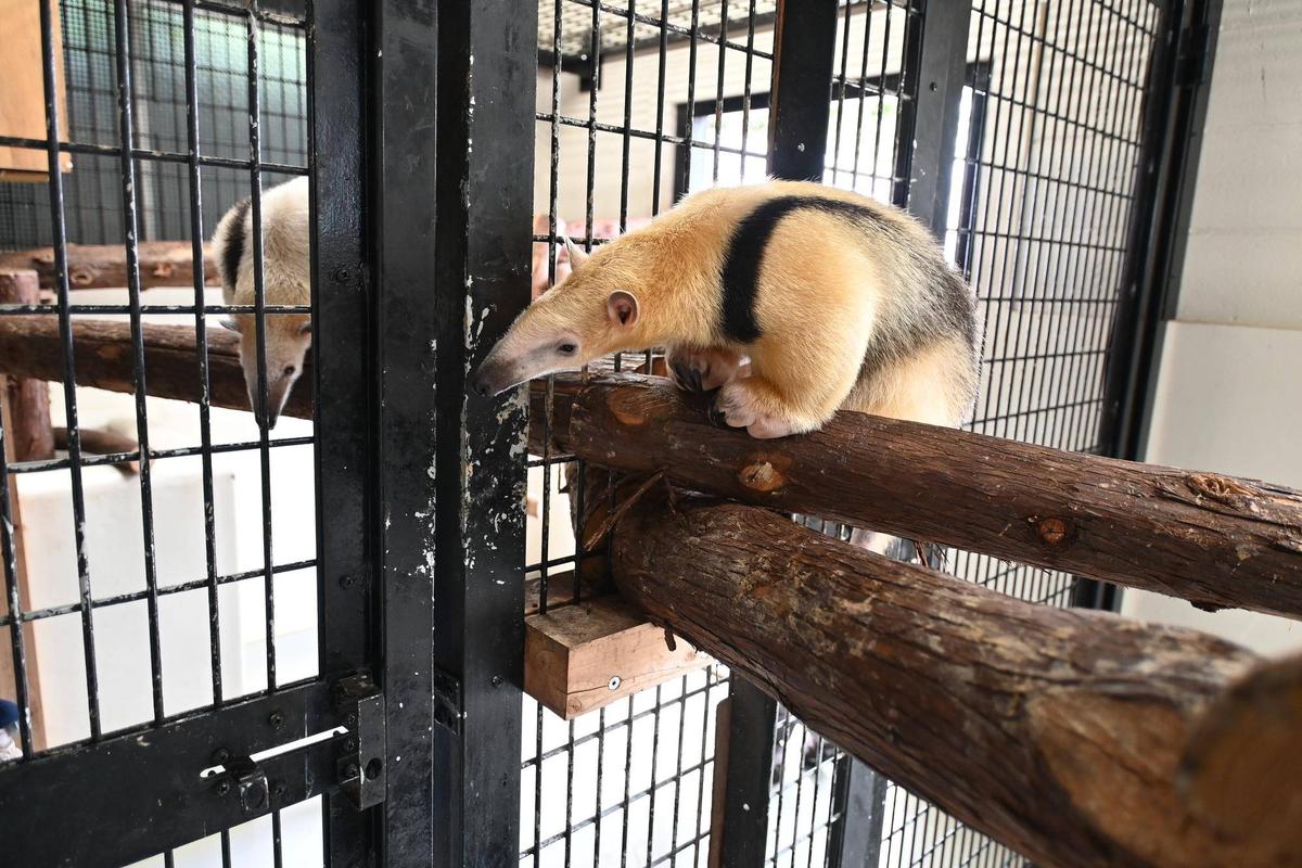 運命のご対面|動物トピックス｜ブログ|野毛山動物園公式サイト｜公益財団法人 横浜市緑の協会