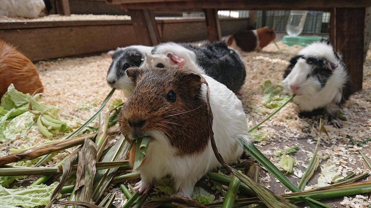 モルモットお名前紹介シリーズ④|なかよしタイムズ｜ブログ|野毛山動物園公式サイト｜公益財団法人 横浜市緑の協会