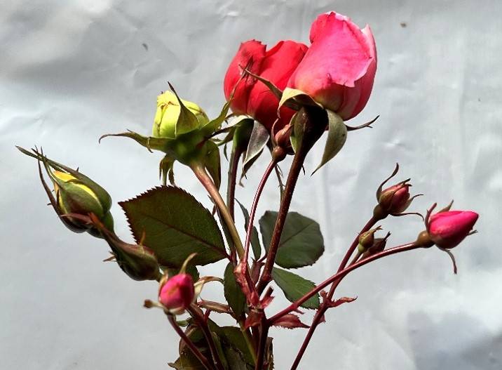 バラの蕾プレゼント🌹|植物トピックス｜ブログ|野毛山動物園公式サイト｜公益財団法人 横浜市緑の協会