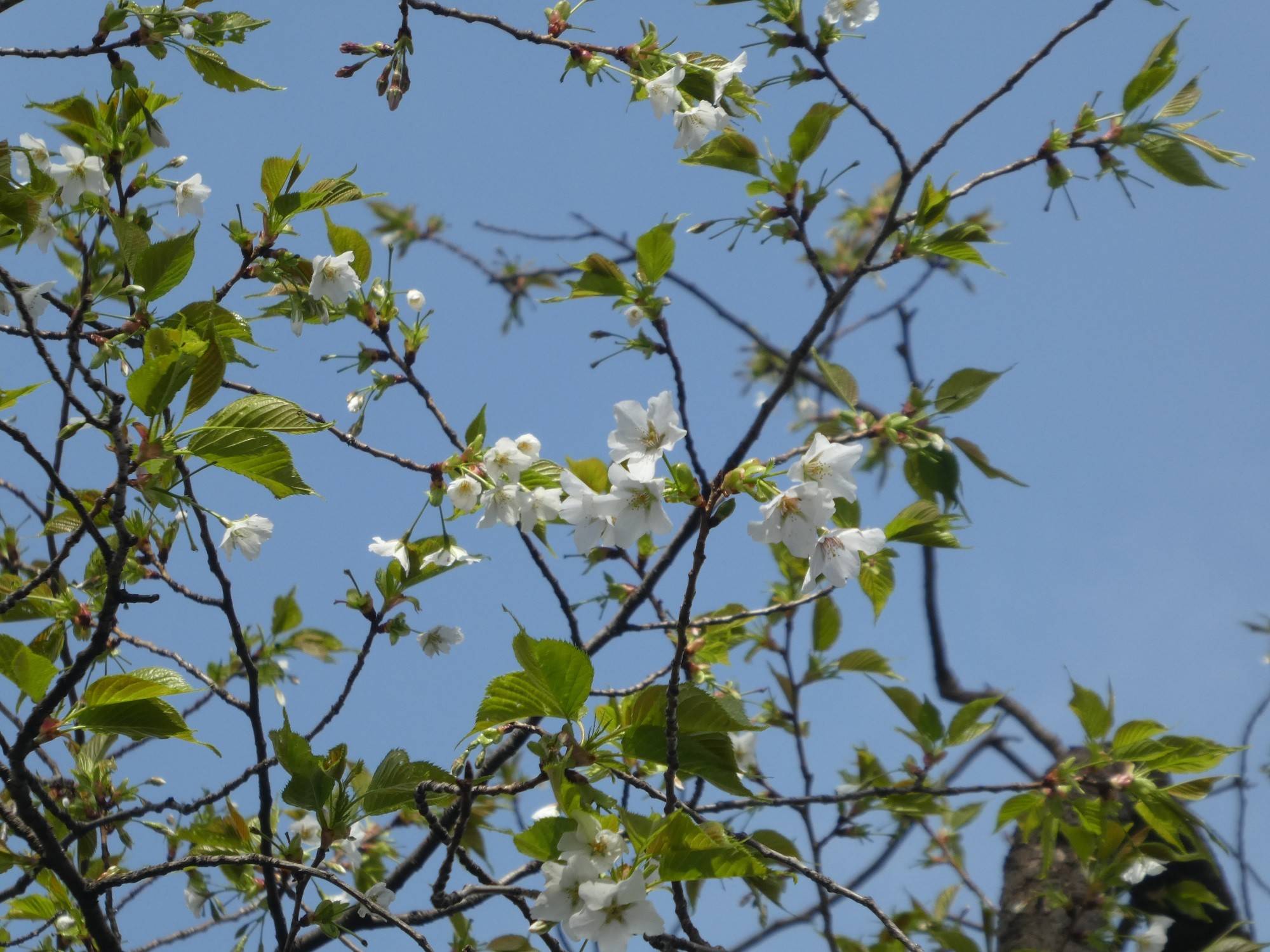 動物園内では貴重 オオシマザクラ 桜開花 野毛山動物園公式サイト 公益財団法人 横浜市緑の協会