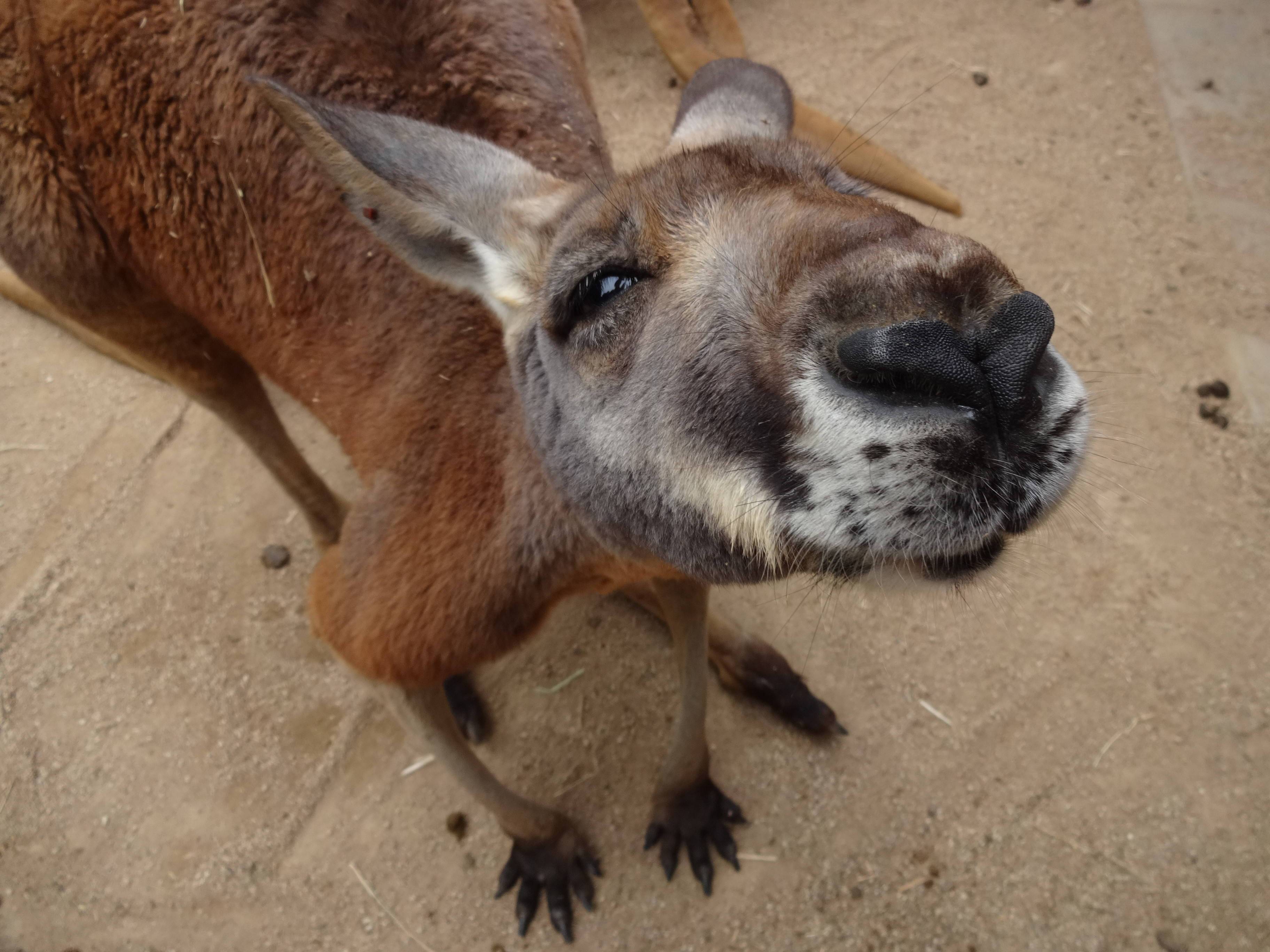 ワラビーだよ 動物トピックス 野毛山動物園公式サイト 公益財団法人 横浜市緑の協会