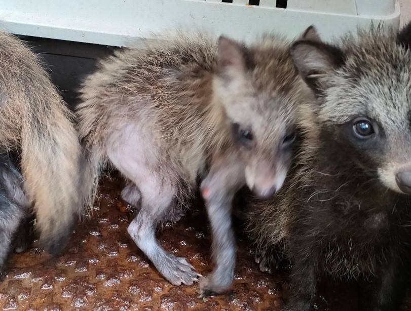 大ケガした子ダヌキのお話 後編|動物トピックス｜ブログ|野毛山動物園公式サイト｜公益財団法人 横浜市緑の協会