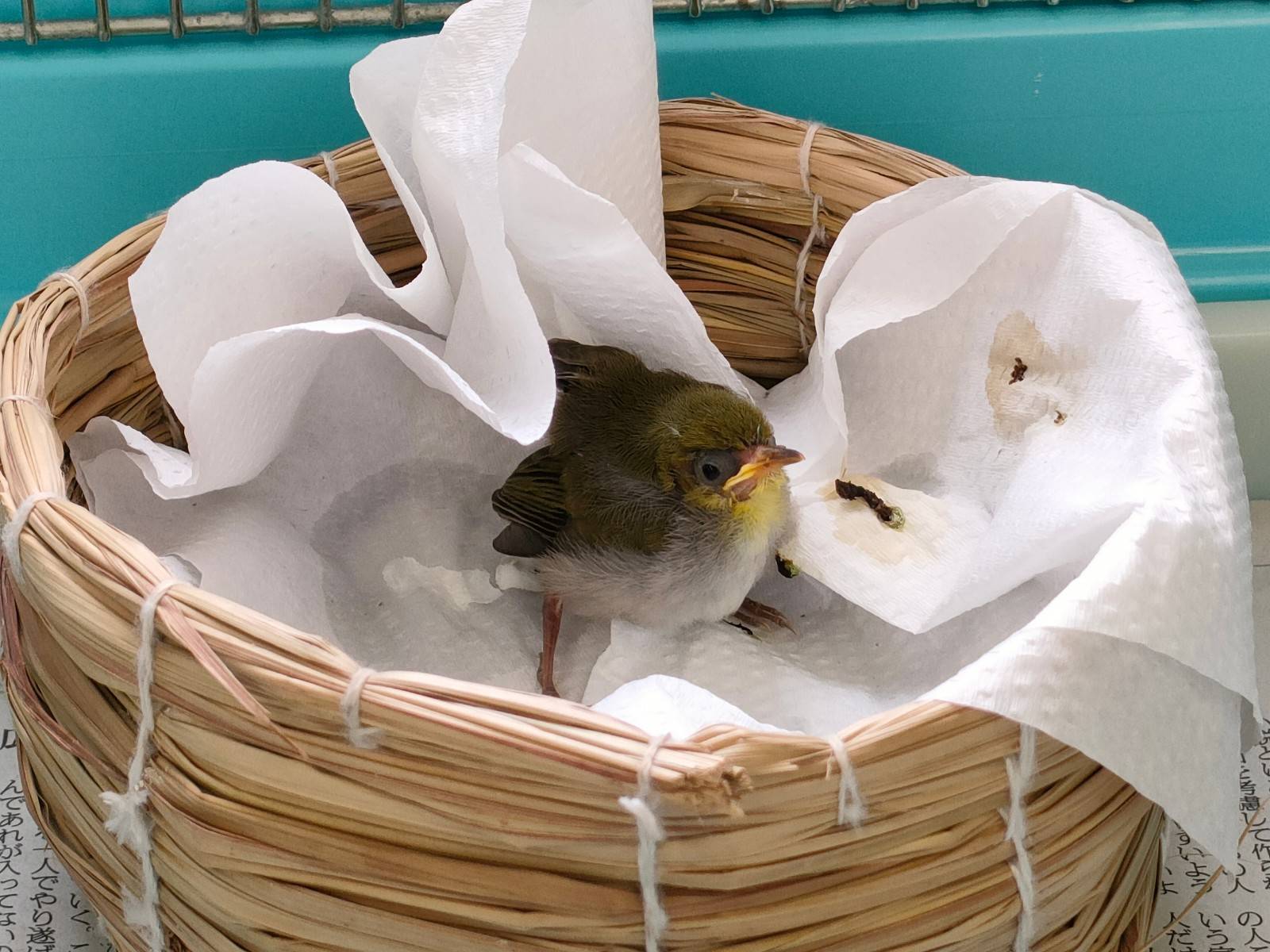 メジロの成長日記～前編～|動物トピックス｜ブログ|野毛山動物園公式サイト｜公益財団法人 横浜市緑の協会