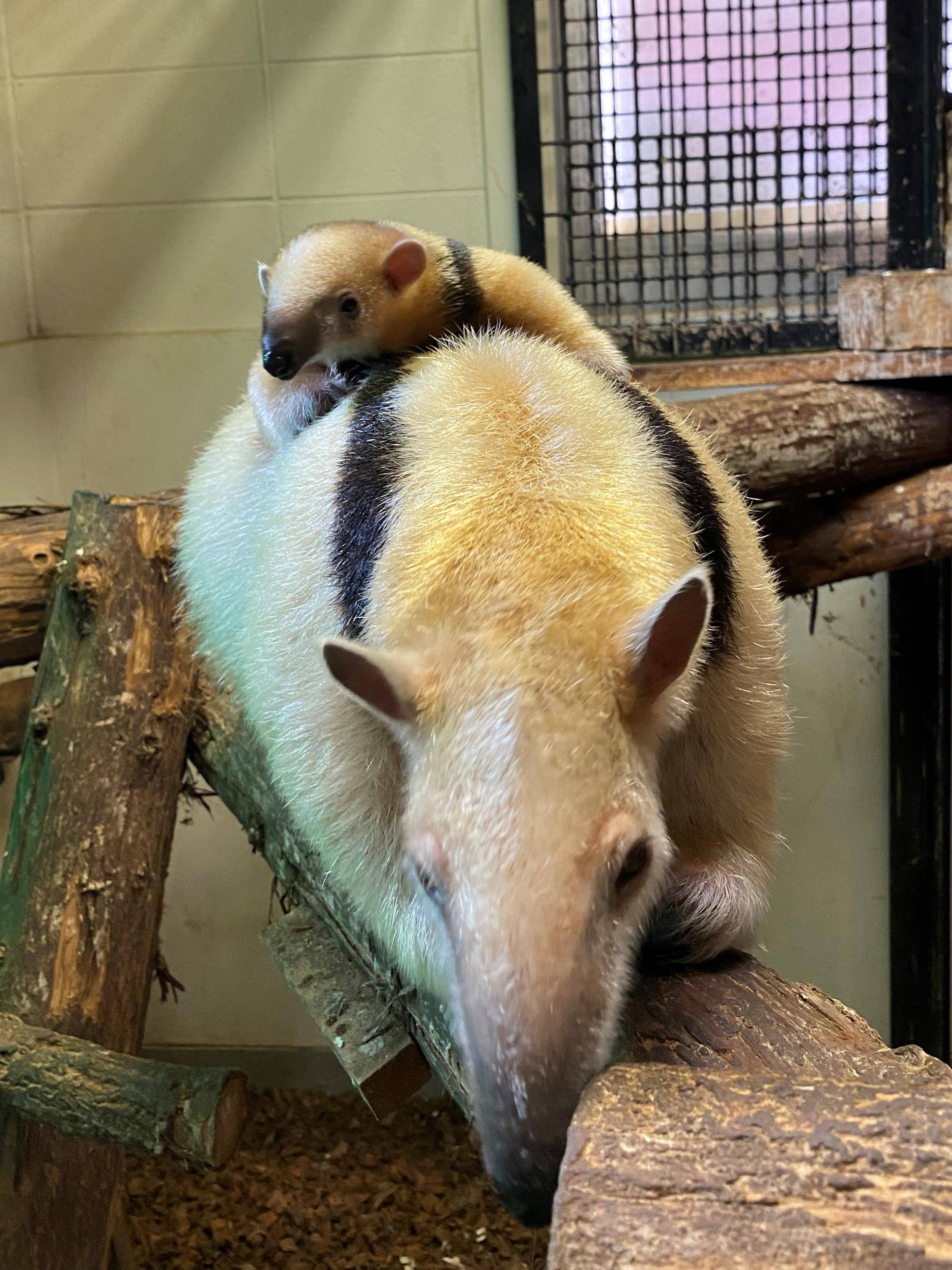 アリクイ親子の日常② 室内おさんぽ編 |動物トピックス｜ブログ|野毛山動物園公式サイト｜公益財団法人 横浜市緑の協会