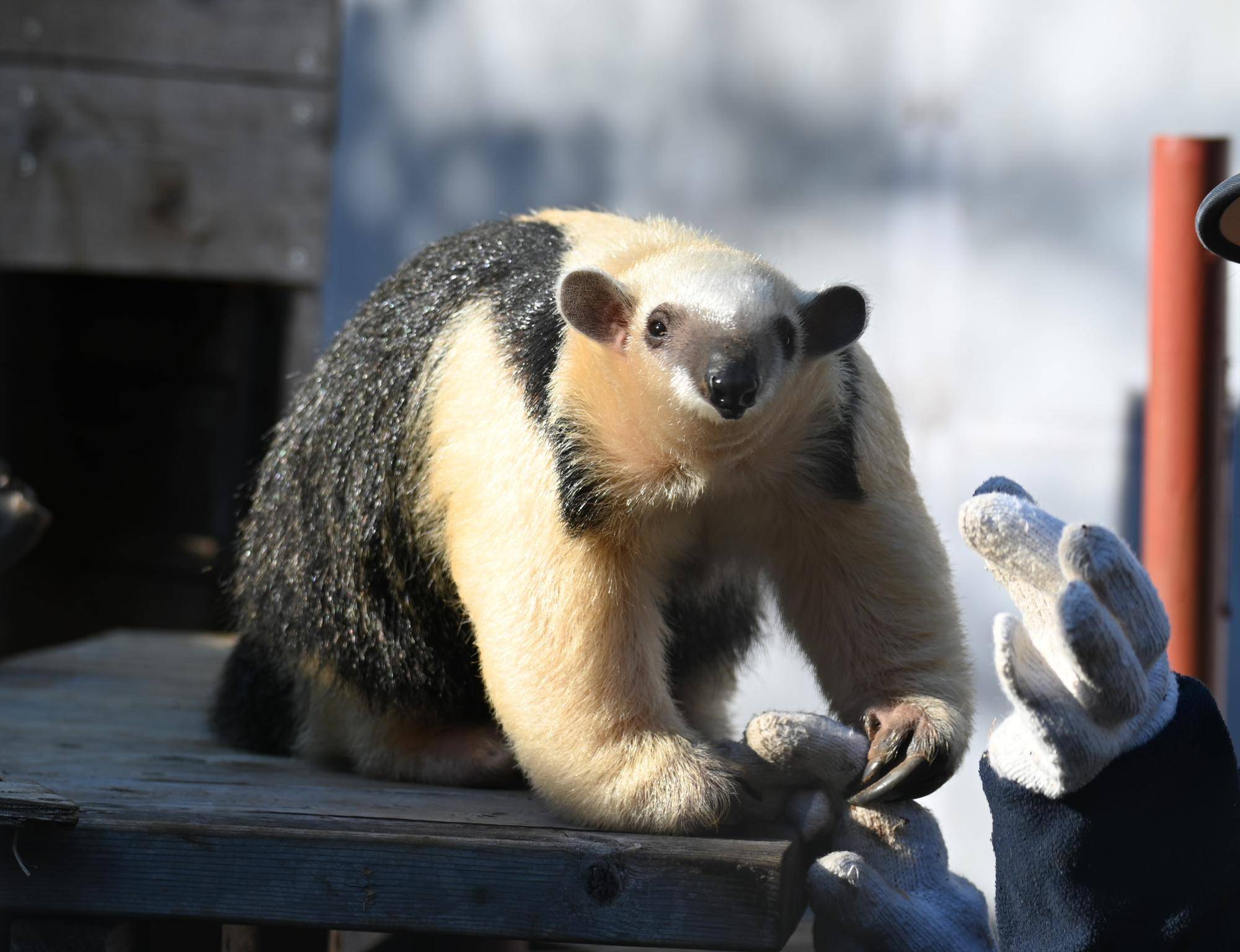 11/29は、世界アリクイの日|動物トピックス｜ブログ|野毛山動物園公式サイト｜公益財団法人 横浜市緑の協会