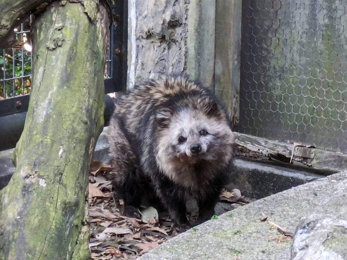 幻のタヌキ？|｜ブログ|野毛山動物園公式サイト｜公益財団法人 横浜市緑の協会