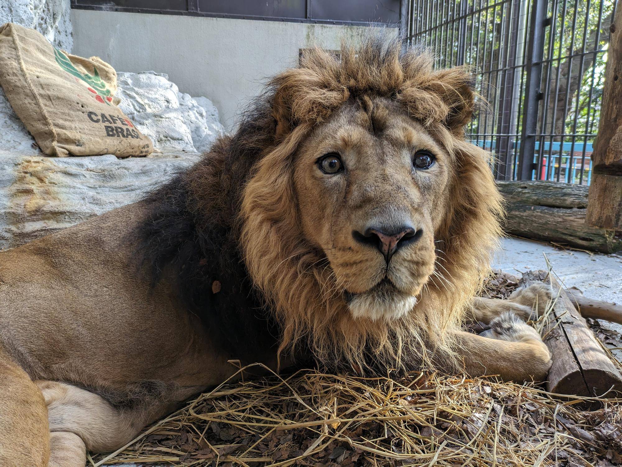 動物たちに「ありがとう」の感謝祭|｜ブログ|野毛山動物園公式サイト｜公益財団法人 横浜市緑の協会