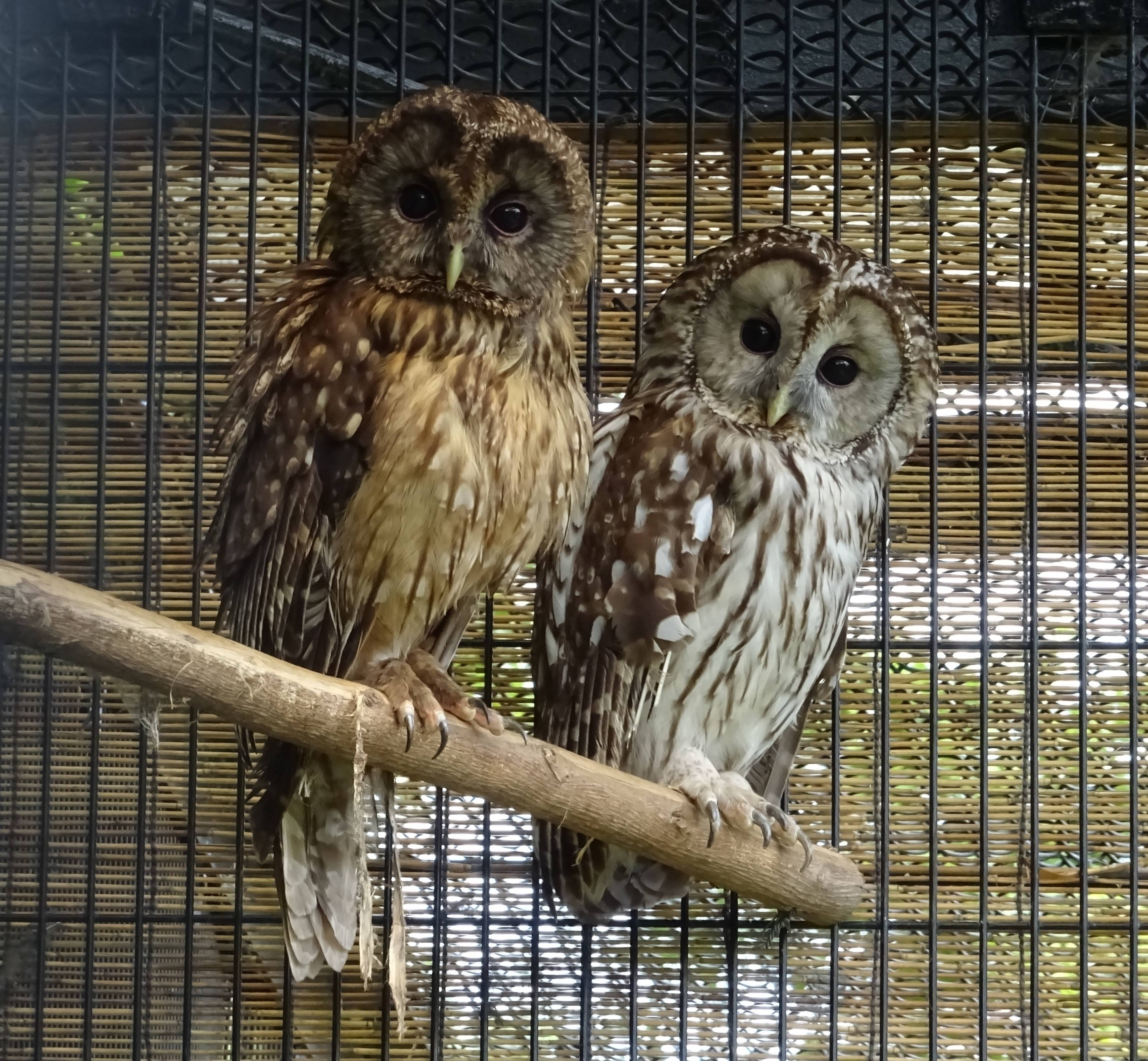 君の名は 動物トピックス 野毛山動物園公式サイト 公益財団法人 横浜市緑の協会