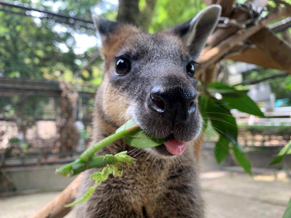 ワラビーだよ 動物トピックス 野毛山動物園公式サイト 公益財団法人 横浜市緑の協会