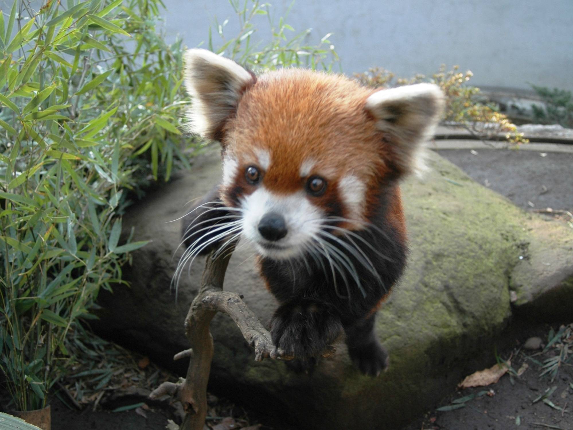 野毛山レッサーパンダヒストリー③～平成・後編～|動物トピックス｜ブログ|野毛山動物園公式サイト｜公益財団法人 横浜市緑の協会