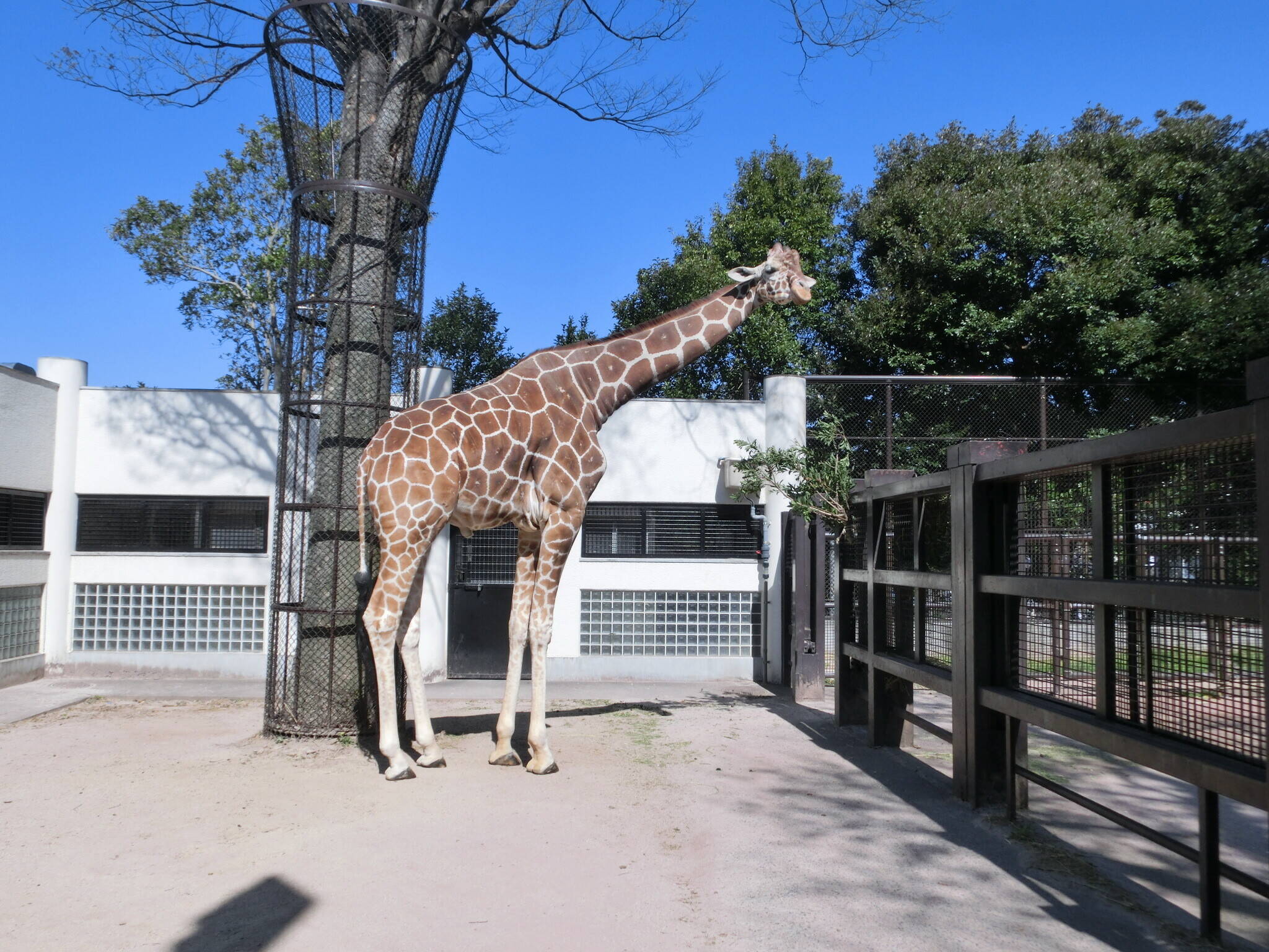 2日目のココロです 動物トピックス 野毛山動物園公式サイト 公益財団法人 横浜市緑の協会