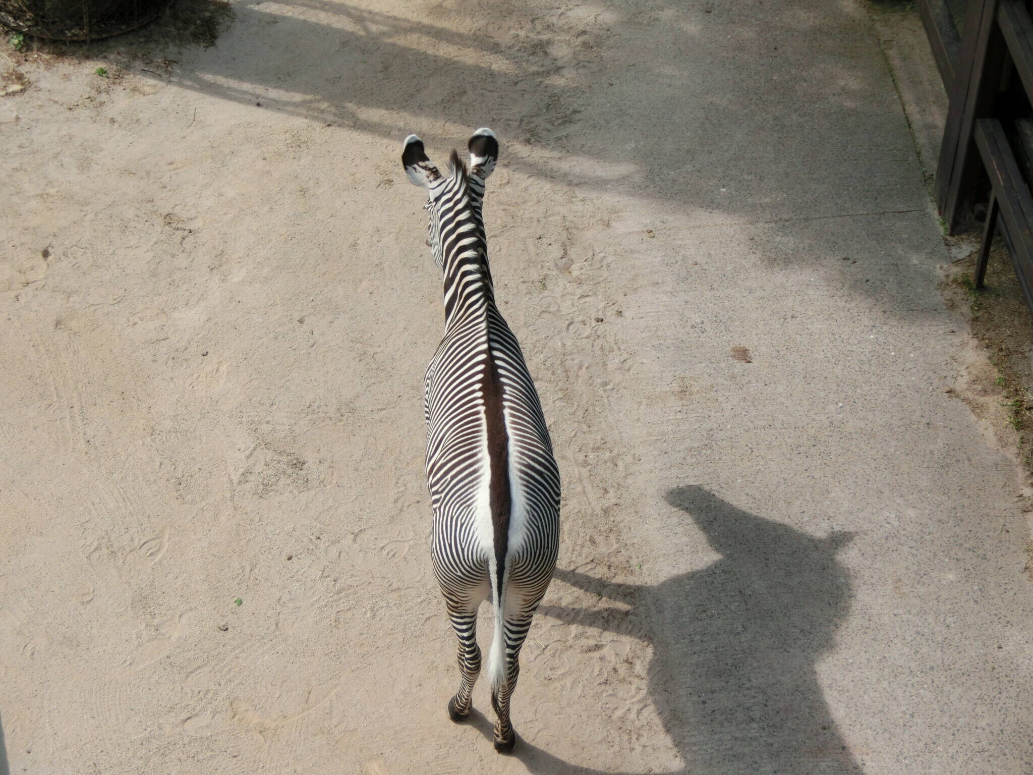 ココロ ここも慣れたよ 動物トピックス 野毛山動物園公式サイト 公益財団法人 横浜市緑の協会